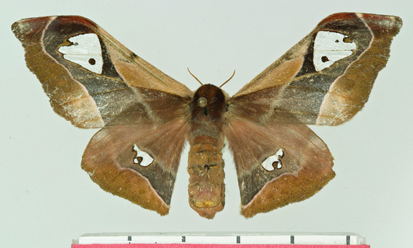 /filer/webapps/moths/media/images/M/micropteryx_Holocerina_AF_Basquin.jpg