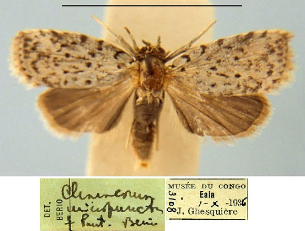 /filer/webapps/moths/media/images/M/micropuncta_Characoma_PT_MSNM.jpg