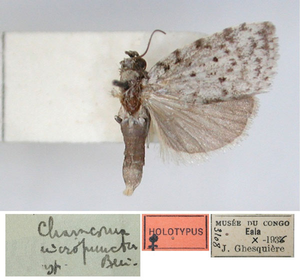 /filer/webapps/moths/media/images/M/micropuncta_Charasoma_HT_RMCA_01.jpg