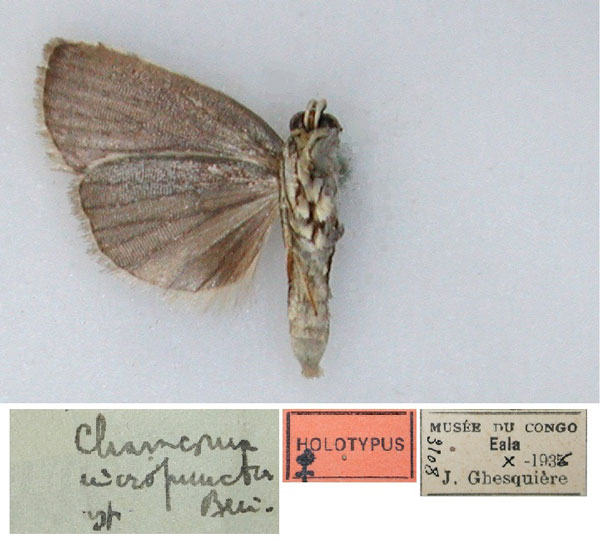 /filer/webapps/moths/media/images/M/micropuncta_Charasoma_HT_RMCA_02.jpg