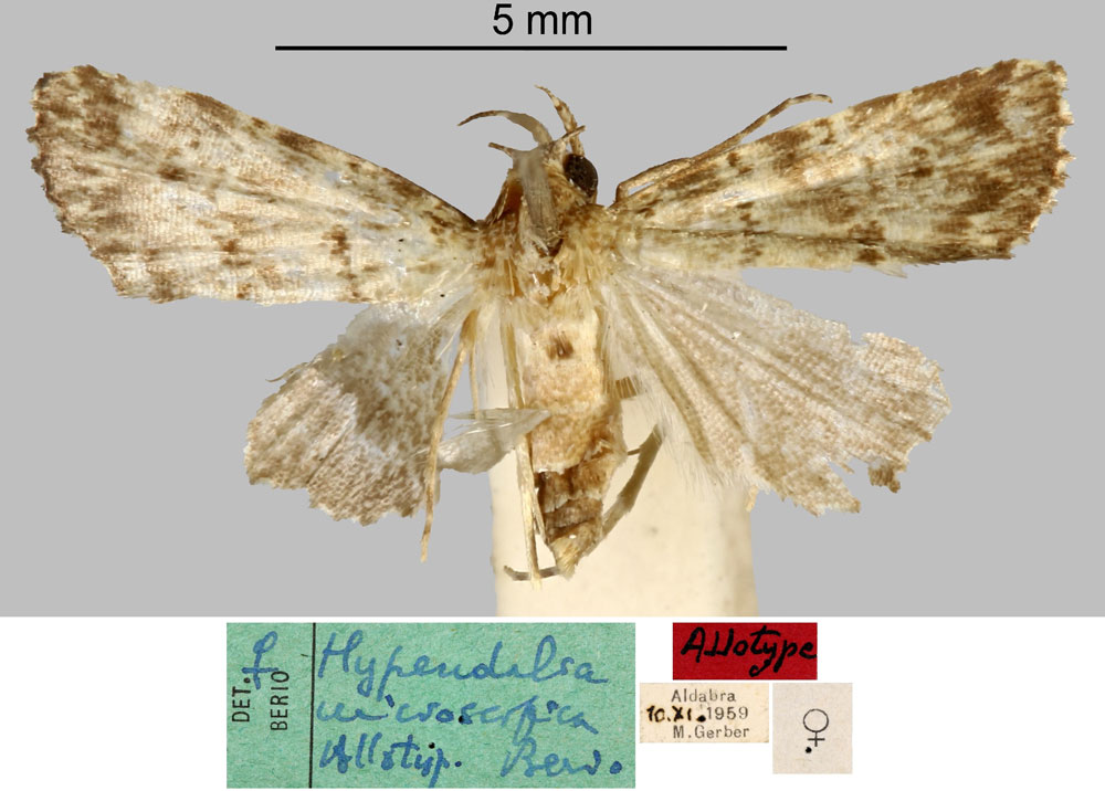 /filer/webapps/moths/media/images/M/microscopica_Hypendalia_AT_MNHN.jpg
