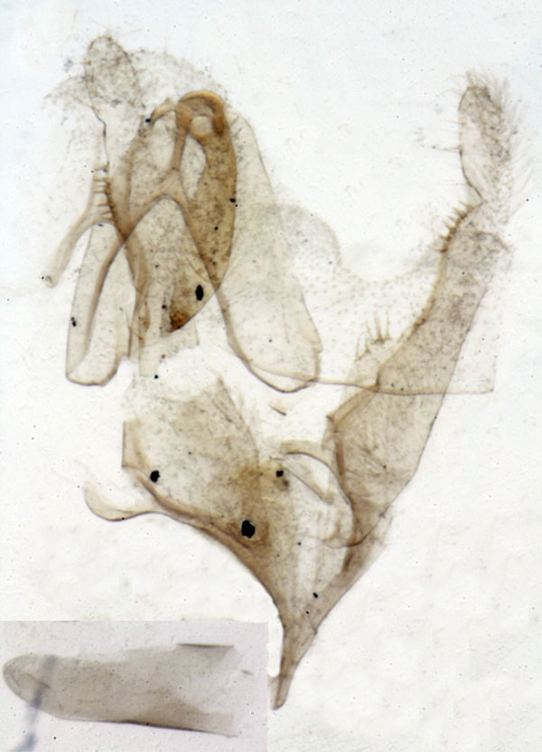 /filer/webapps/moths/media/images/M/microscopica_Hypendalia_GMHT_MNHN_3522.jpg