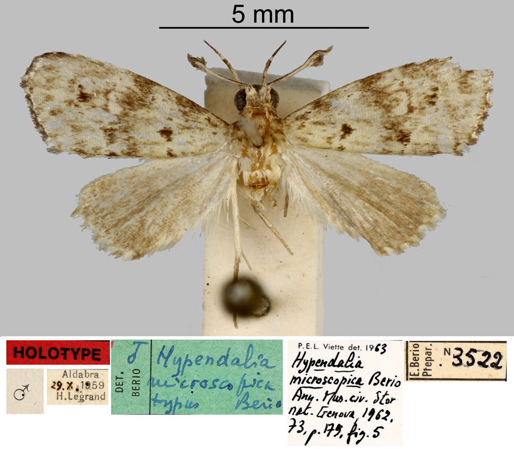 /filer/webapps/moths/media/images/M/microscopica_Hypendalia_HT_MNHN.jpg