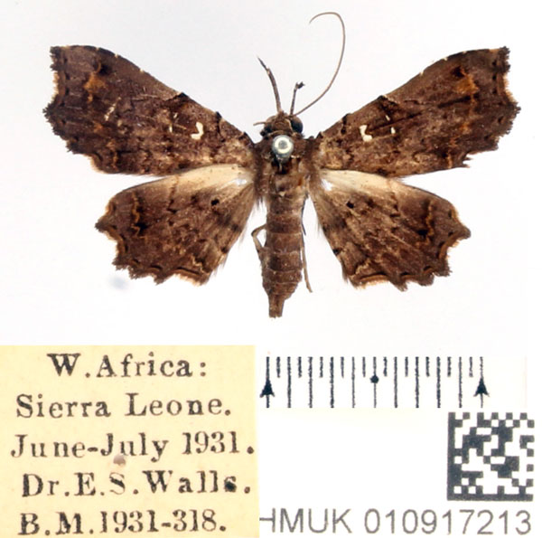 /filer/webapps/moths/media/images/M/microsema_Egnasia_AF_BMNH.jpg