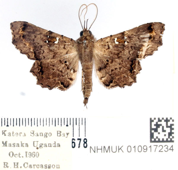 /filer/webapps/moths/media/images/M/microsema_Egnasia_AM_BMNH.jpg