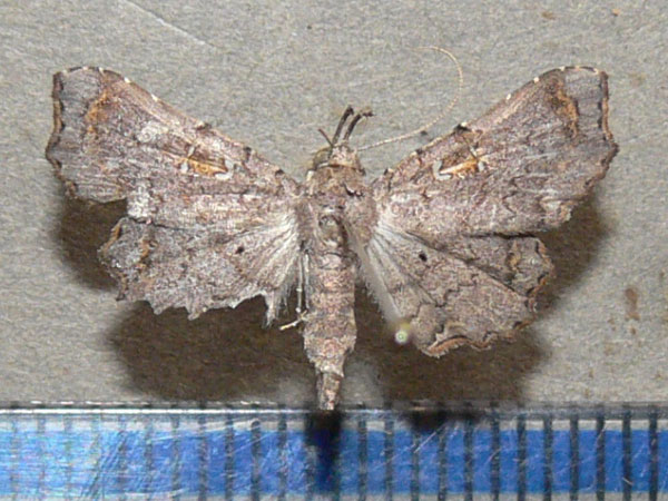 /filer/webapps/moths/media/images/M/microsema_Egnasia_A_Goff.jpg