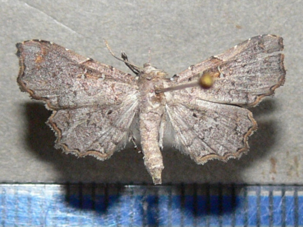 /filer/webapps/moths/media/images/M/microsema_Egnasia_A_Goffa_01.jpg