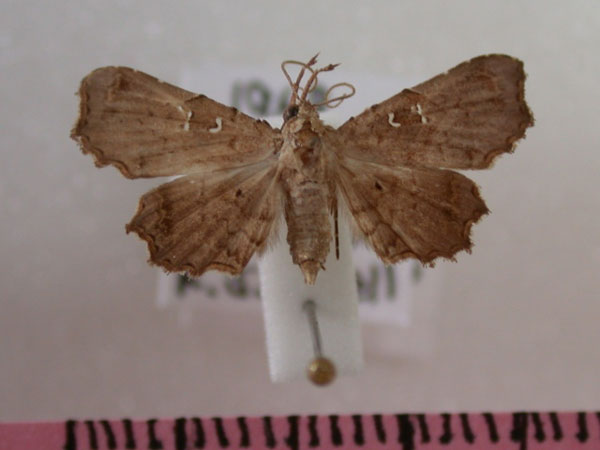 /filer/webapps/moths/media/images/M/microsema_Egnasia_A_Revell_01.jpg
