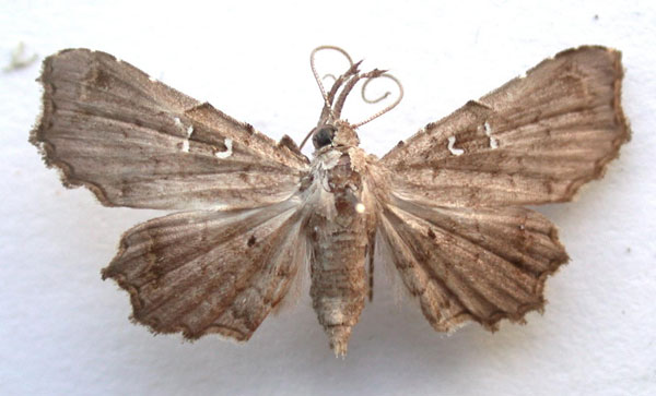 /filer/webapps/moths/media/images/M/microsema_Egnasia_A_Revell_02.jpg