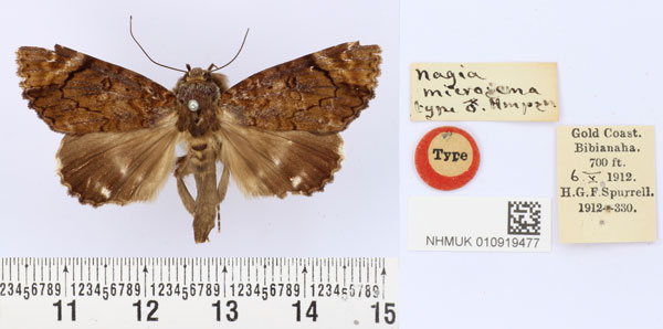 /filer/webapps/moths/media/images/M/microsema_Nagia_HT_BMNH.jpg