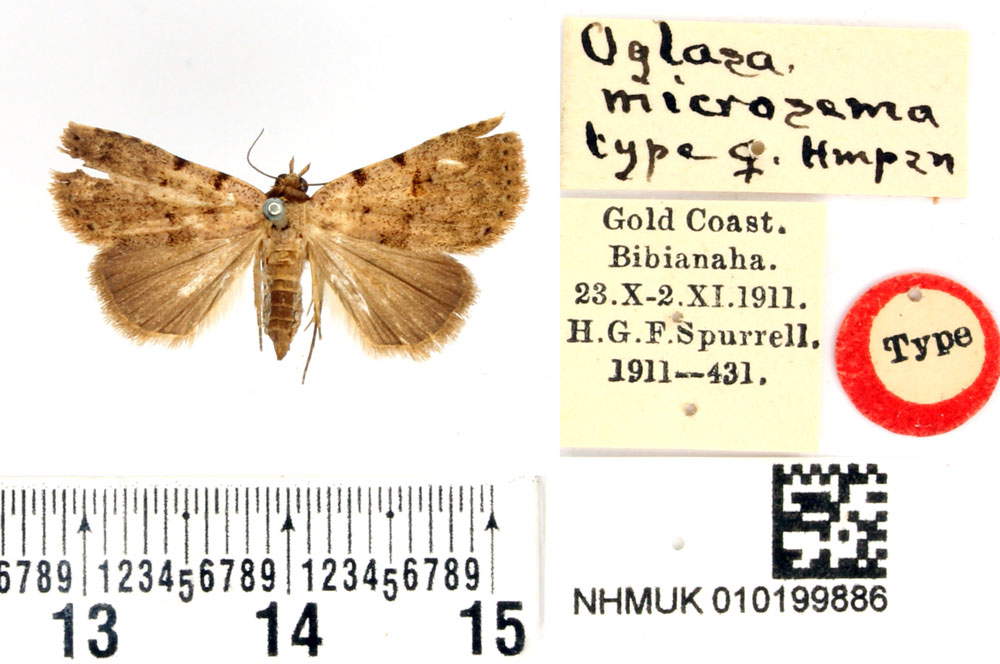 /filer/webapps/moths/media/images/M/microsema_Oglasa_HT_BMNH.jpg