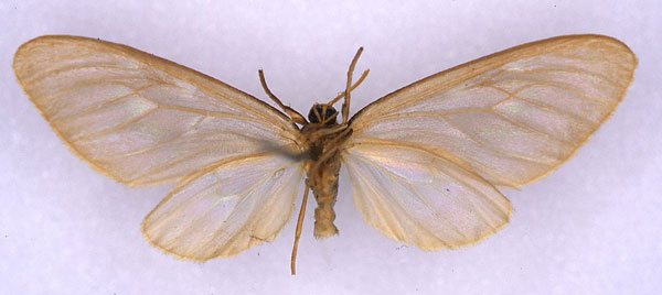 /filer/webapps/moths/media/images/M/microsippia_Nacliodes_ST_BMNH_02.jpg
