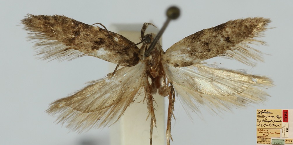 /filer/webapps/moths/media/images/M/microsperma_Telphusa__FHT_MNHN.jpg