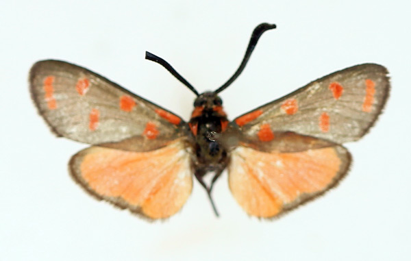 /filer/webapps/moths/media/images/M/microsticha_Praezygaena_AM_TMSA.jpg