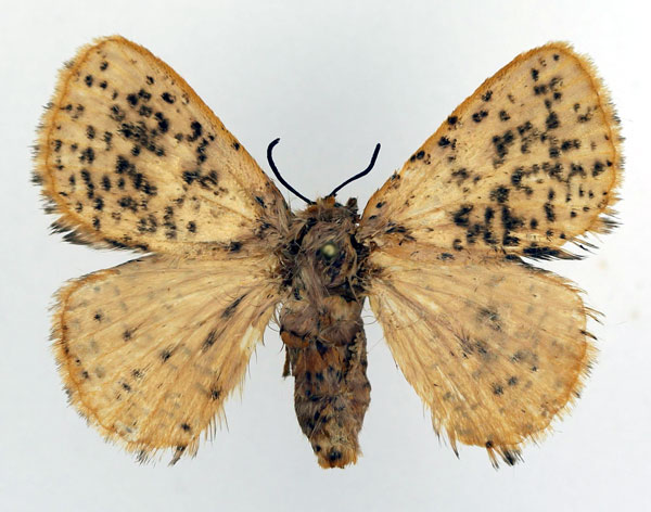 /filer/webapps/moths/media/images/M/microsticta_Scotinocerides_AF_Basquin.jpg