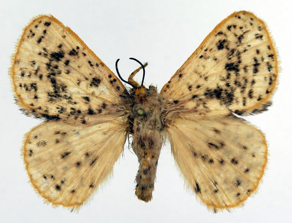 /filer/webapps/moths/media/images/M/microsticta_Scotinocerides_AM_Basquin.jpg
