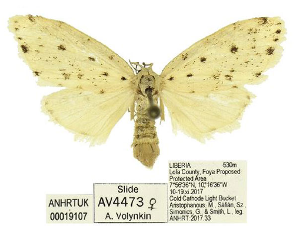 /filer/webapps/moths/media/images/M/microsticta_Siccia_AF_ANHRT.jpg