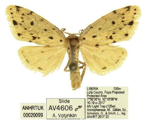 /filer/webapps/moths/media/images/M/microsticta_Siccia_AM_ANHRT_01.jpg