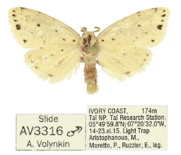 /filer/webapps/moths/media/images/M/microsticta_Siccia_AM_ANHRT_02.jpg