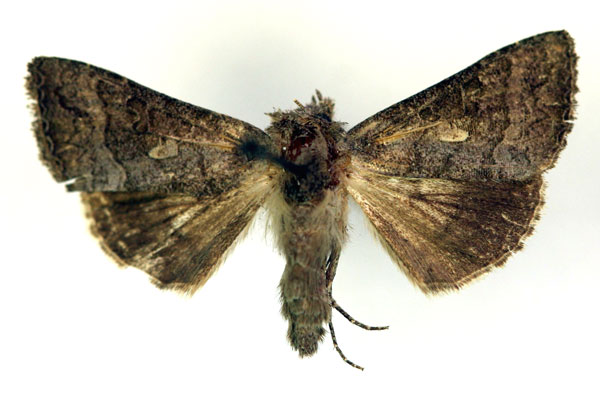 /filer/webapps/moths/media/images/M/microstigma_Plusia_A_RMCA.jpg