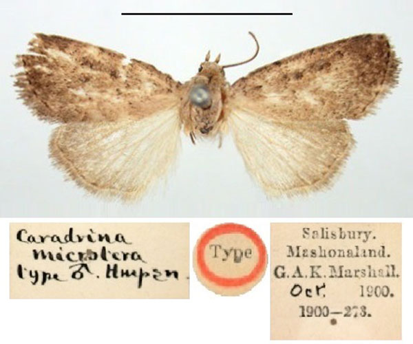 /filer/webapps/moths/media/images/M/microtera_Caradrina_HT_BMNH.jpg