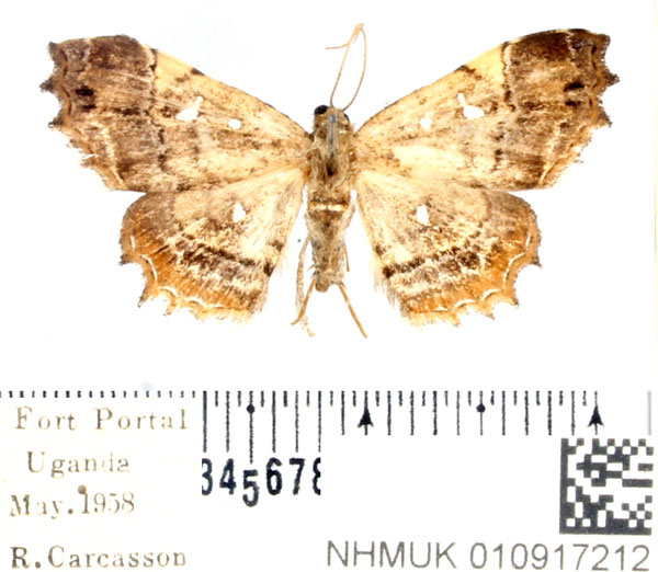/filer/webapps/moths/media/images/M/microtype_Egnasia_AF_BMNH.jpg