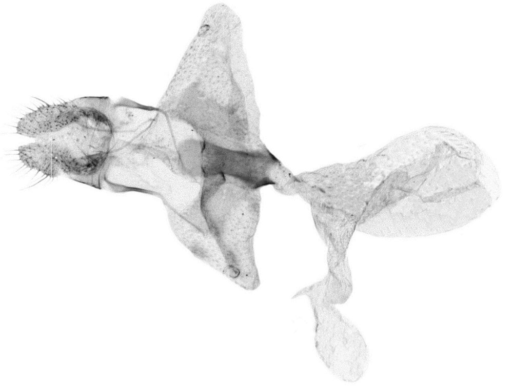 /filer/webapps/moths/media/images/M/micula_Selania_GFHT_Bassi_6462.jpg