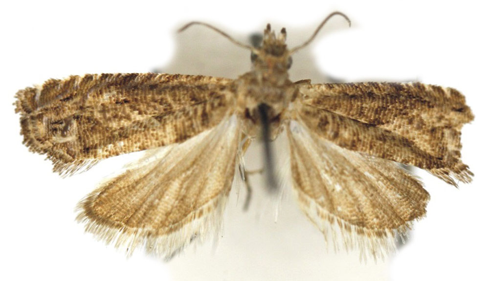 /filer/webapps/moths/media/images/M/micula_Selania_HT_Bassi.jpg