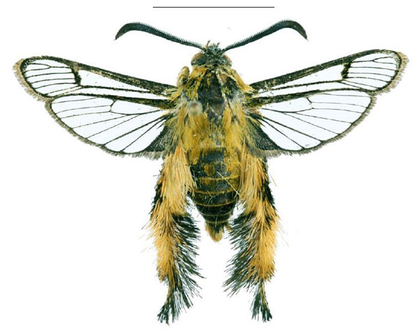 /filer/webapps/moths/media/images/M/mida_Melittia_HT_SMNSa.jpg