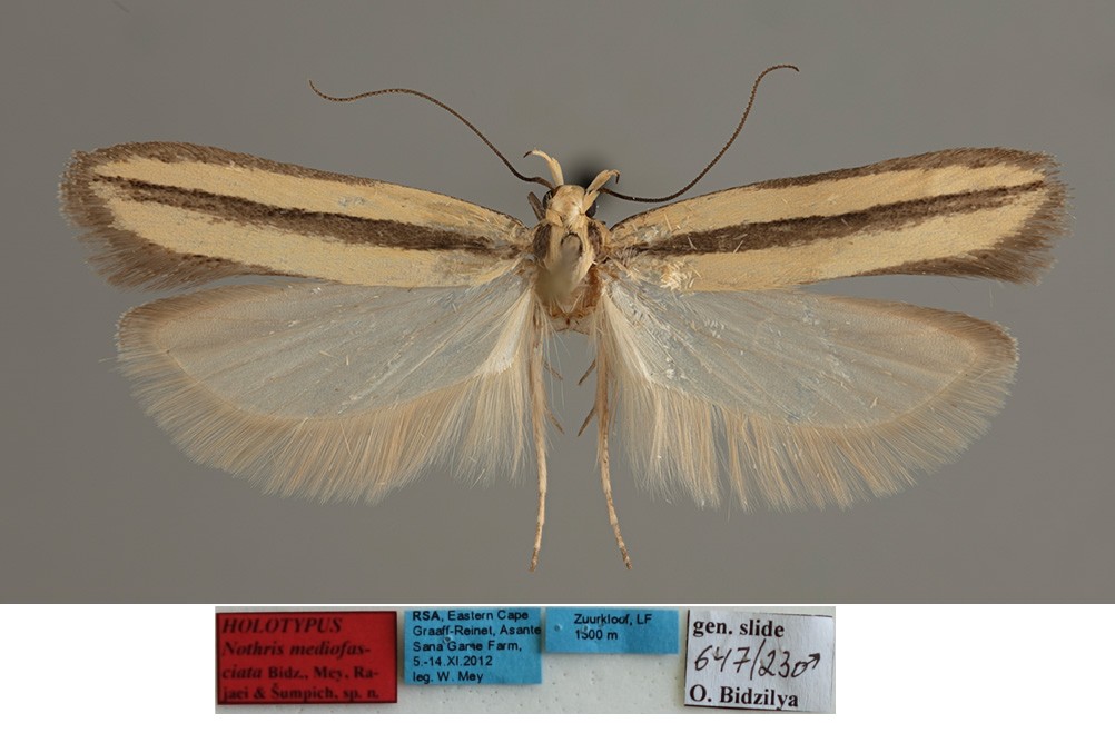 /filer/webapps/moths/media/images/M/midiofasciata_Nothris_MHT_MfN.jpg
