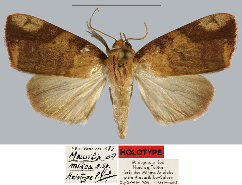 /filer/webapps/moths/media/images/M/mikea_Maurilia_HT_MNHN.jpg