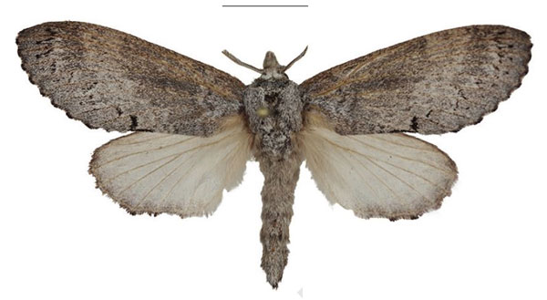 /filer/webapps/moths/media/images/M/mikemboensis_Bouyeria_AT_Cipolla.jpg