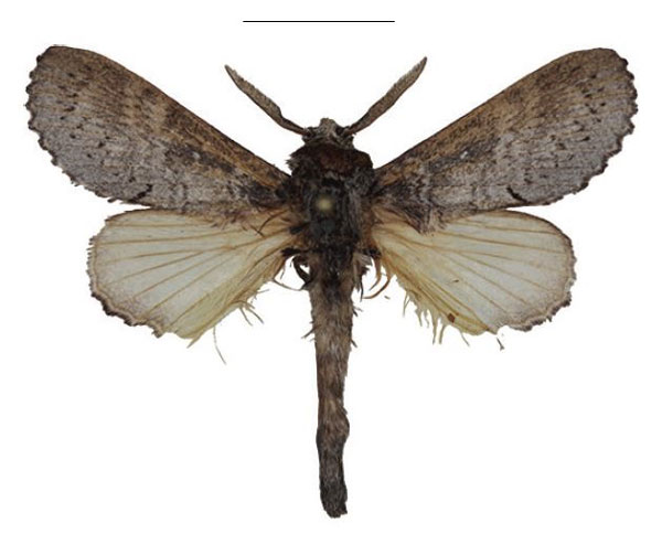 /filer/webapps/moths/media/images/M/mikemboensis_Bouyeria_HT_Cipolla.jpg