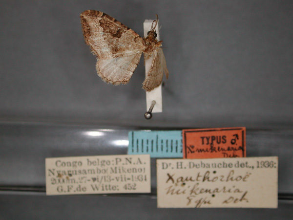 /filer/webapps/moths/media/images/M/mikenaria_Xanthorhoe_HT_RMCA_01.jpg