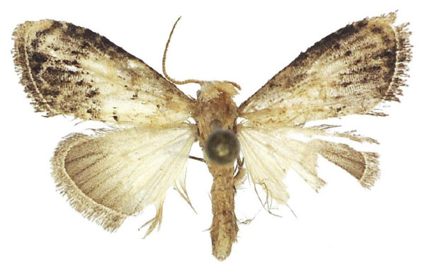 /filer/webapps/moths/media/images/M/mikongo_Bellanola_HT_ANHRT.jpg