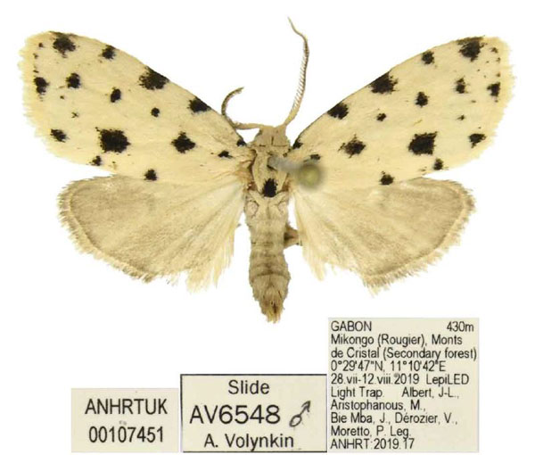 /filer/webapps/moths/media/images/M/mikongo_Siccia_HT_ANHRT.jpg
