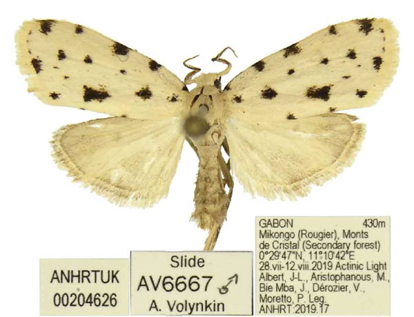/filer/webapps/moths/media/images/M/mikongo_Siccia_PTM_ANHRT.jpg