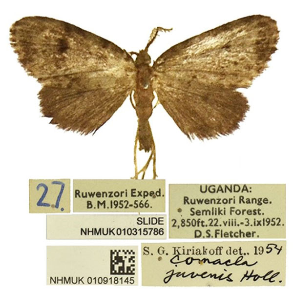 /filer/webapps/moths/media/images/M/mikra_Lithosiccia_HT_BMNH.jpg
