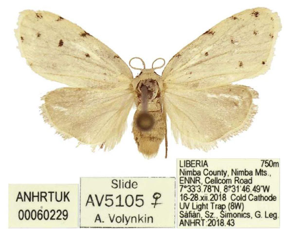 /filer/webapps/moths/media/images/M/mikrotera_Siccia_PTF_ANHRT.jpg