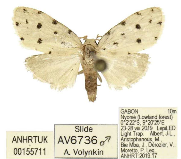 /filer/webapps/moths/media/images/M/mikrotera_Siccia_PTM_ANHRT.jpg