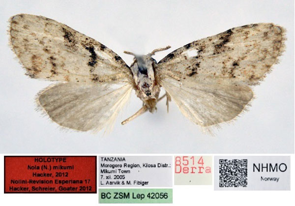 /filer/webapps/moths/media/images/M/mikumi_Nola_HT_NHMO.jpg