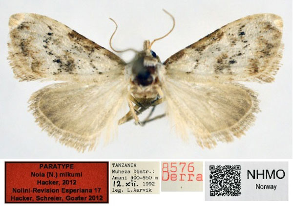 /filer/webapps/moths/media/images/M/mikumi_Nola_PT_NHMO.jpg