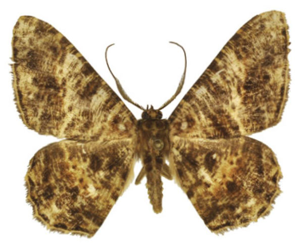 /filer/webapps/moths/media/images/M/milesi_Afroracotis_HT_ANHRT.jpg