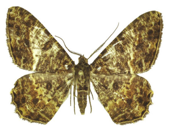 /filer/webapps/moths/media/images/M/milesi_Afroracotis_PTM_ANHRT_01.jpg