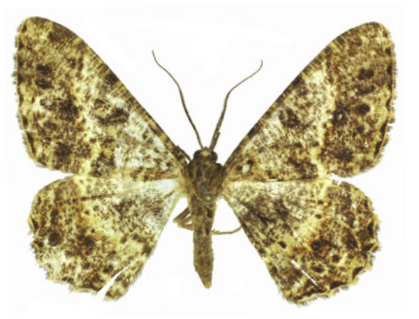 /filer/webapps/moths/media/images/M/milesi_Afroracotis_PTM_ANHRT_02.jpg