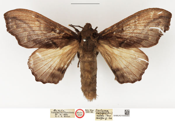 /filer/webapps/moths/media/images/M/milleri_Odontogama_HT_NHMUK.jpg