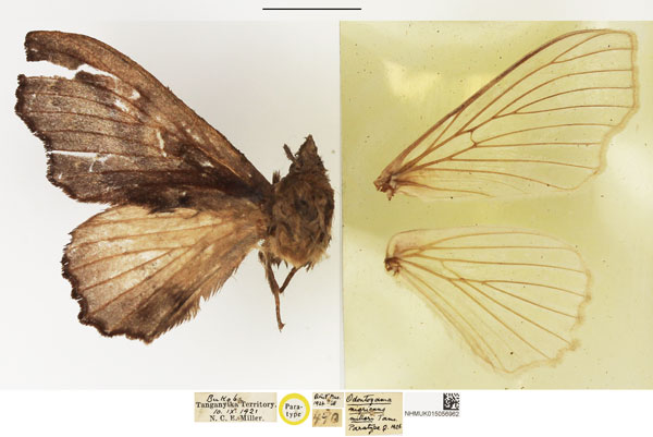 /filer/webapps/moths/media/images/M/milleri_Odontogama_PTF_NHMUK.jpg