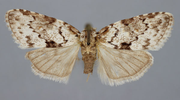 /filer/webapps/moths/media/images/M/millotalis_Meganola_A_BMNH.jpg