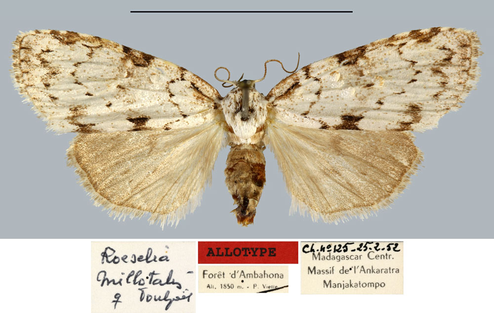 /filer/webapps/moths/media/images/M/millotalis_Roeselia_AT_MNHN.jpg