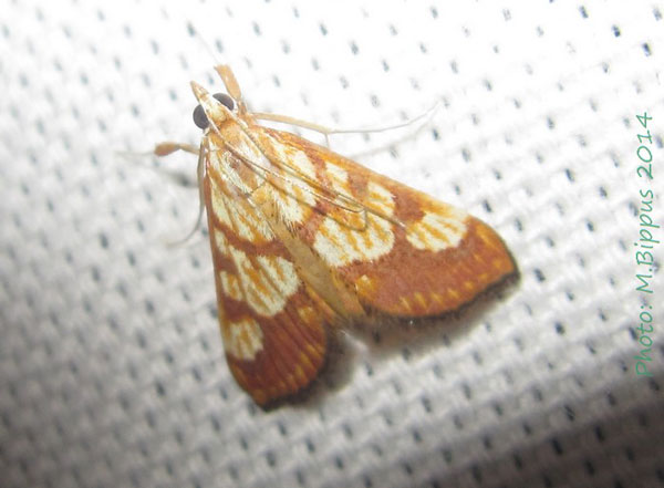 /filer/webapps/moths/media/images/M/millotalis_Tegostoma_A_Bippus.jpg